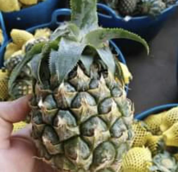 
Fresh Pineapples Mini size Phulae High Quality Hot Selling export from Thailand 