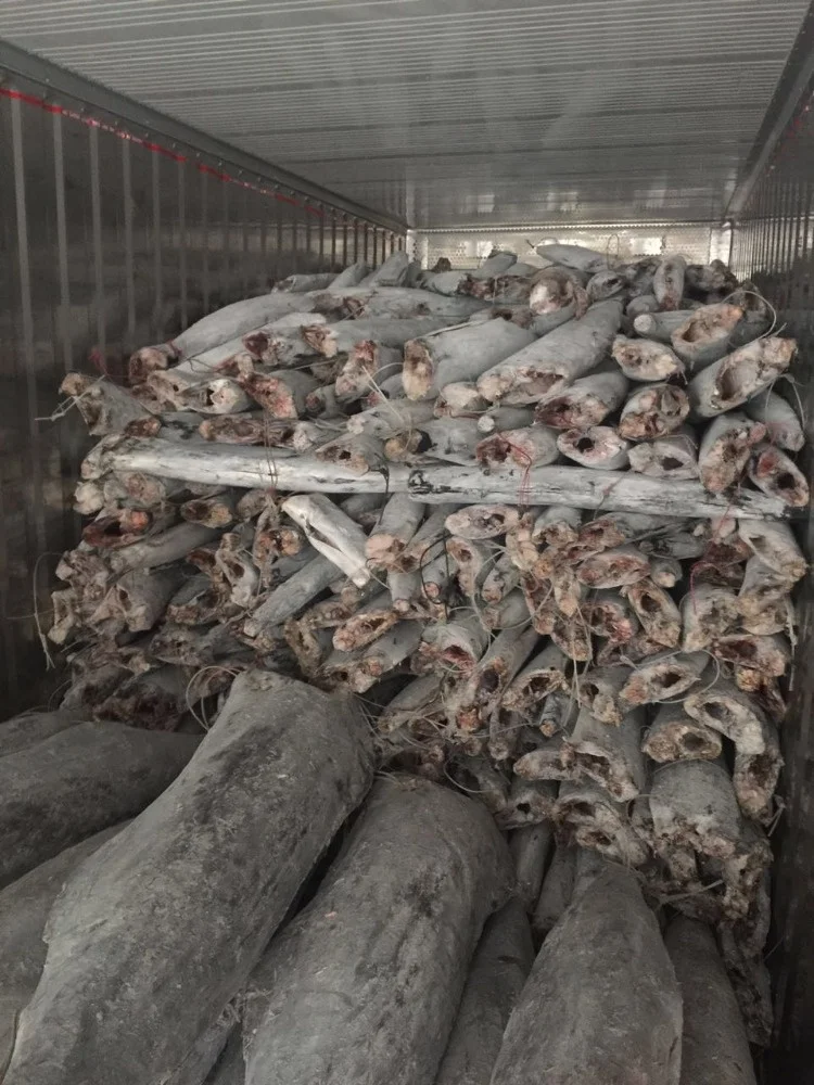 Замороженный черный и красный Marlin HGT, хорошее качество для рынка