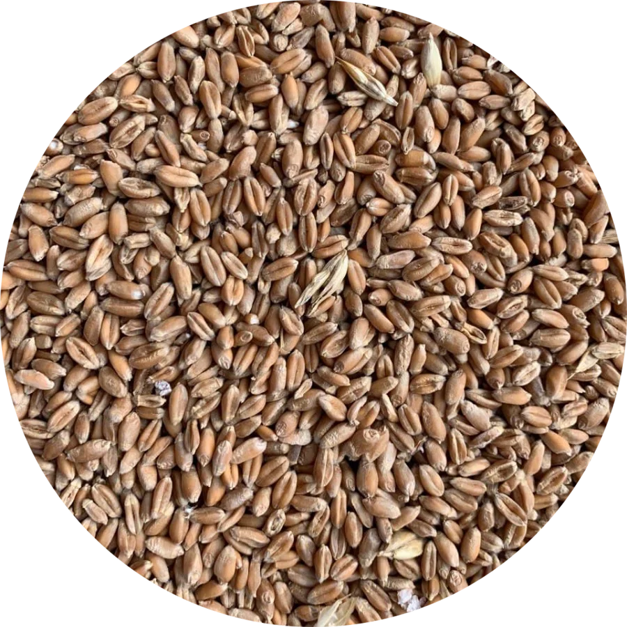 Wheat Grain Different Grade High Quality Ukraine Origin
