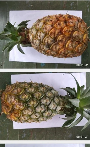 Вкусные свежие ананасы высшего качества от Munster Farm