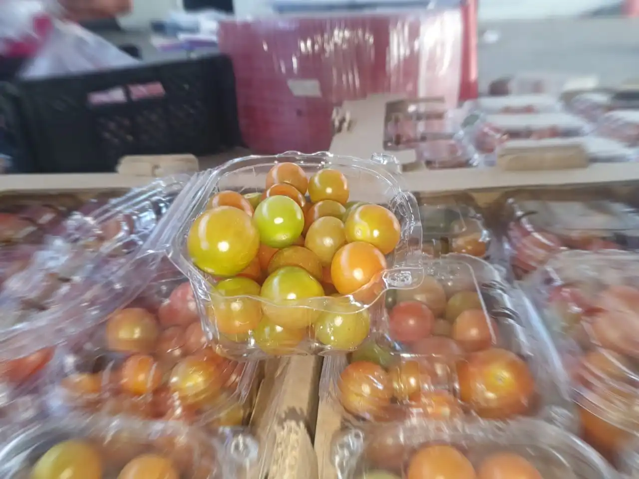 
Wholesale Bulk Vegetable Fresh Red Cherry Tomatoes 