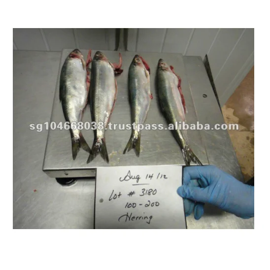 High Quality Low-Sodium Trans-Fat Free Whole Frozen Atlantic Herring 100-200g Per Pack