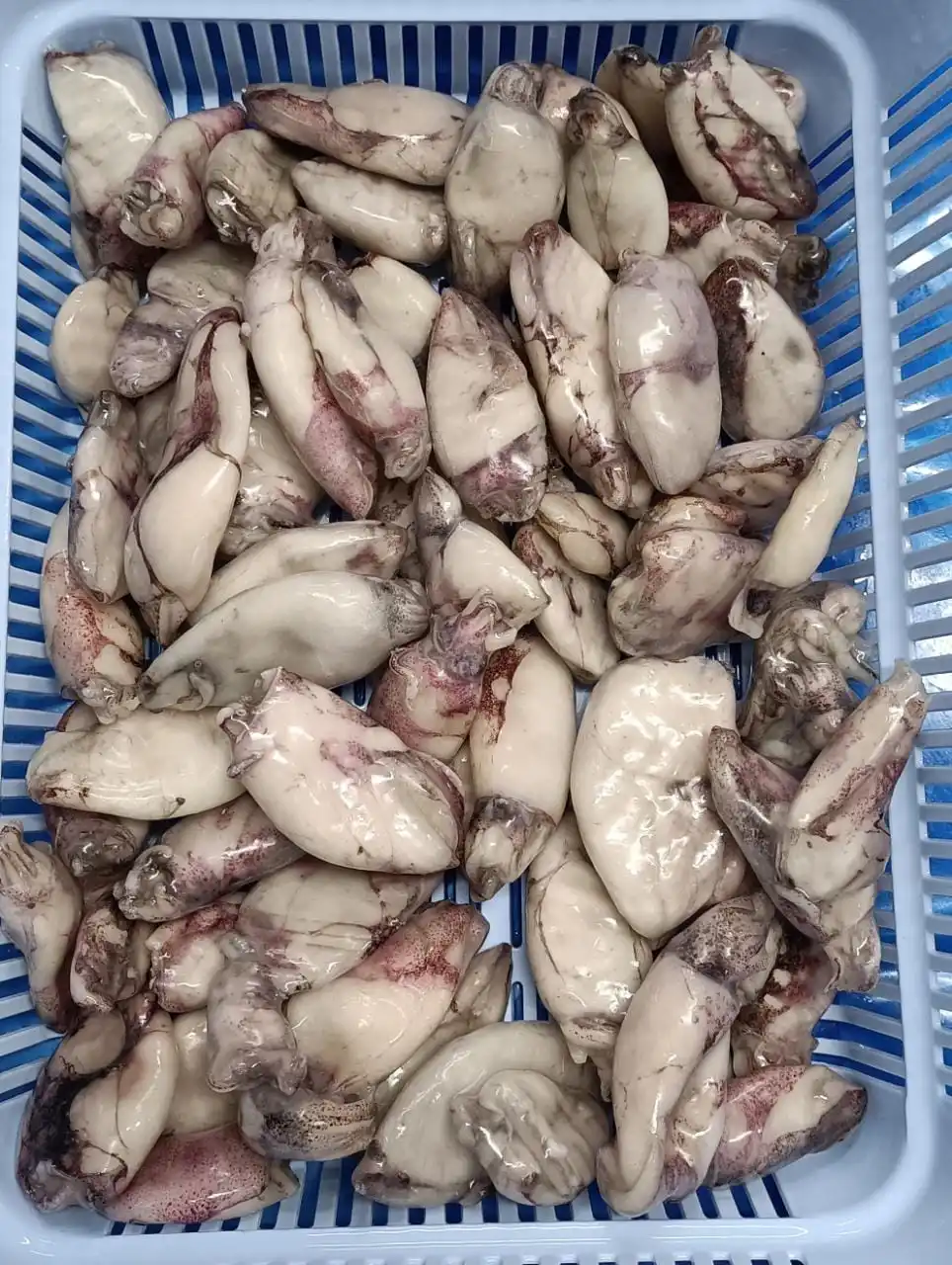 Frozen Baby squid IQF without pin bone from India