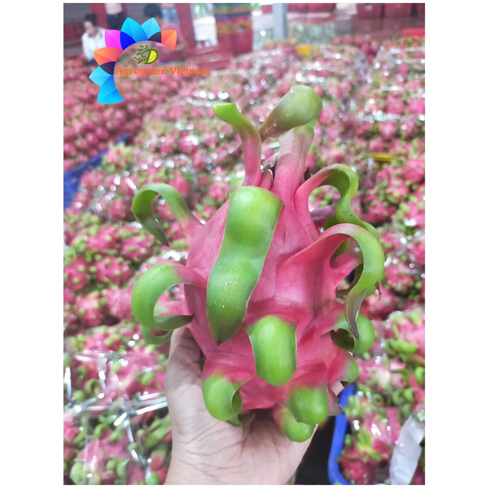 100% Pure Red and White Dragon Fruit Concentrate Fruit Puree With Shelf Life 24 months From Vietnam