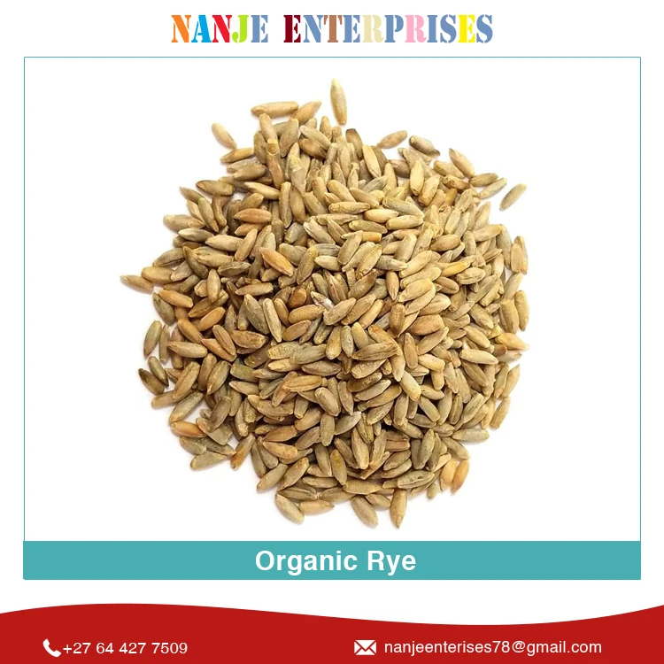 2022 Latest Crop New Arrival Dried Agriculture Grain Organic Rye at Wholesale Price