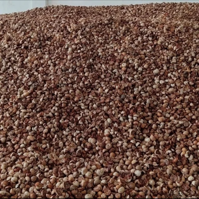 
Great Quality Betel Nuts 90/95 from Indonesia at Best Price 