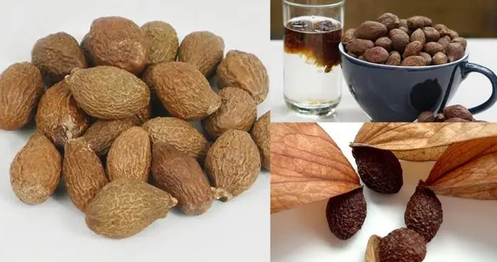 
High Delicious Organic Malva Nuts/Pang Da Hai tree Wholesale - Ms.Jessica +84 941 842 405 