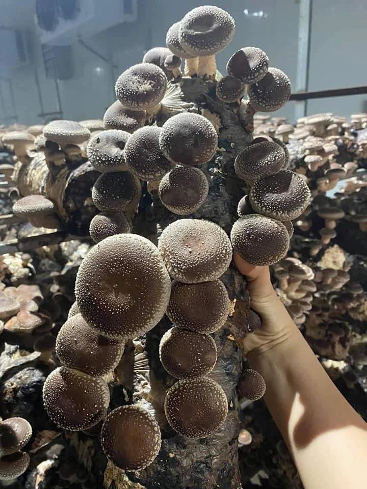 Грибы вьетнамские органические грибы высокое качество низкая цена (WhatsApp: MS.LAURA + 84 91 850
