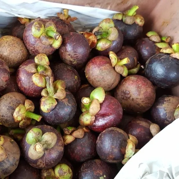 Viet Nam Farm Organic - Mangosteen Fruit International Standards