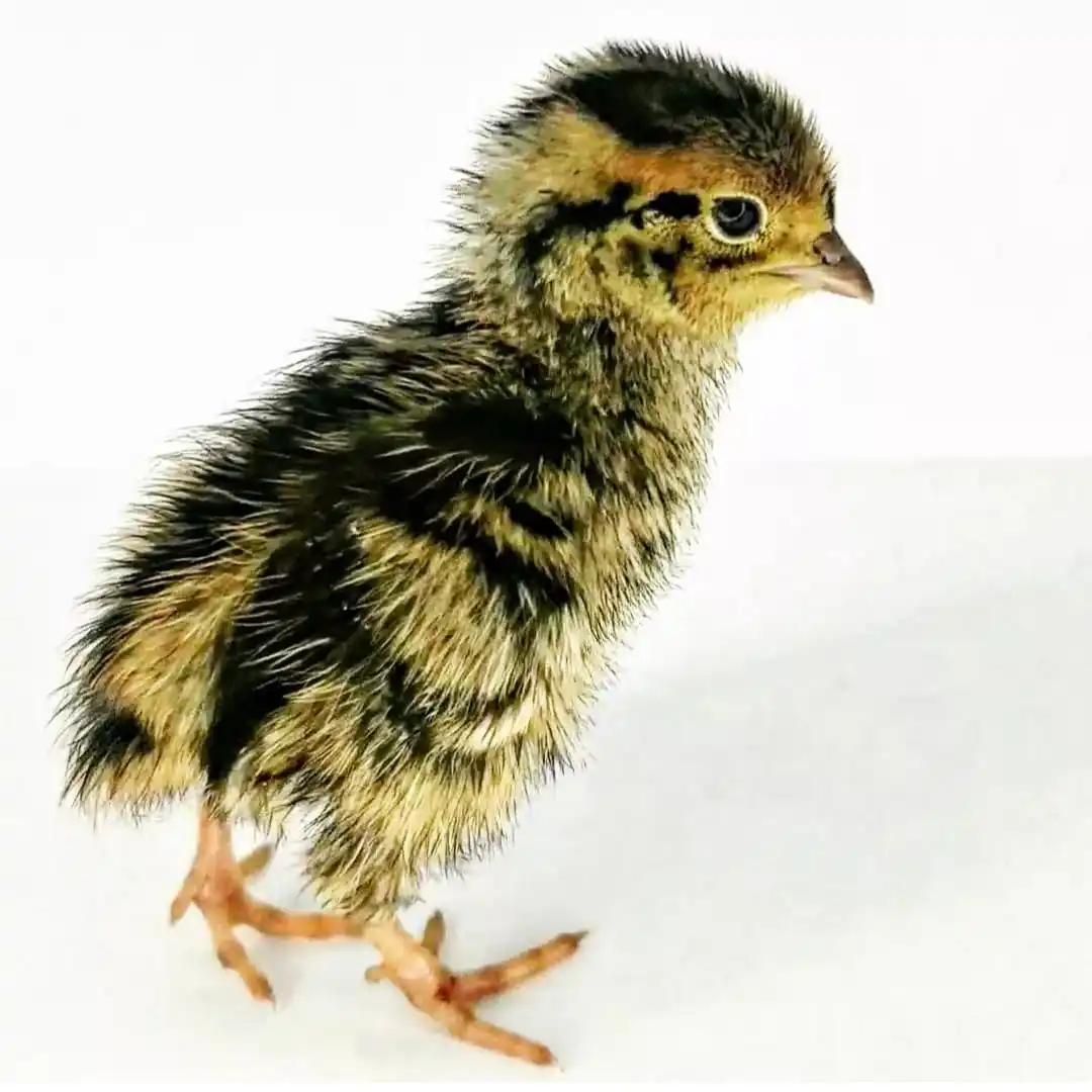 Quail chicks /Quail Eggs / Hatching / Table purpose