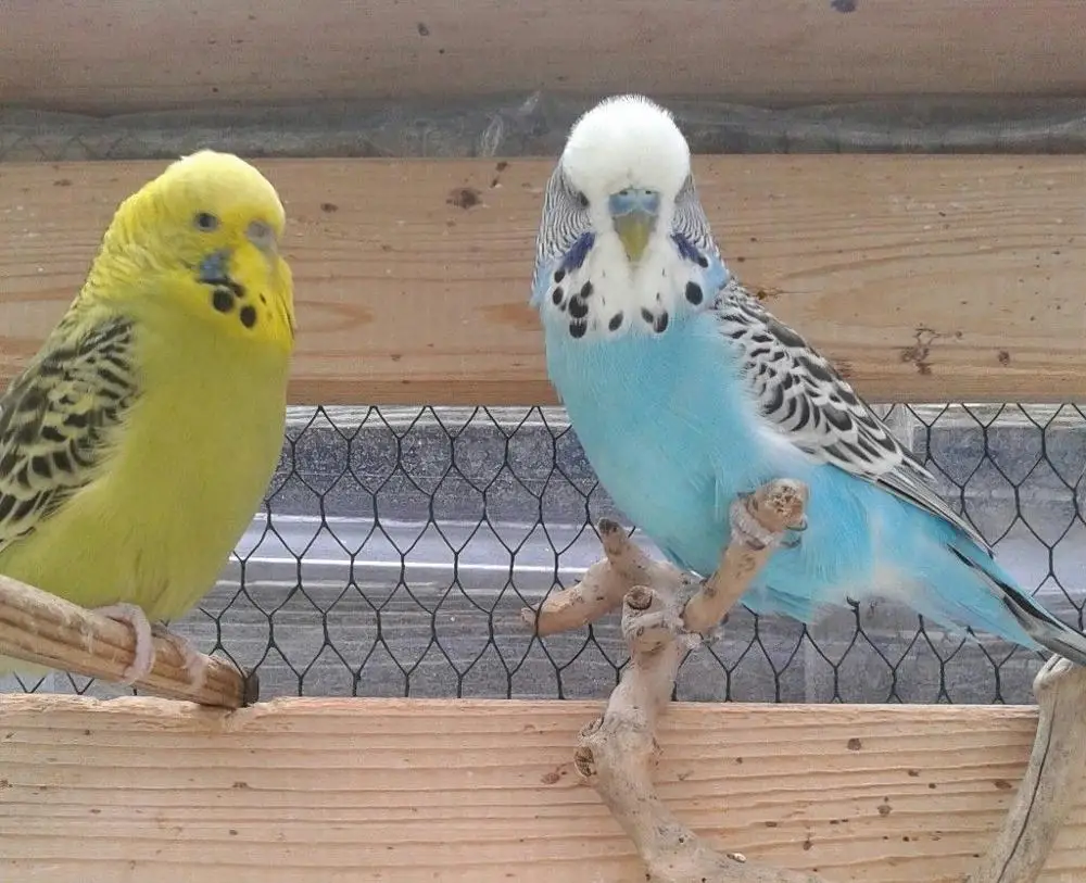 
Canary Birds, Yorkshire, Lancashire,Finches, Lovebirds and many others 