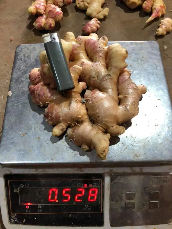 FRESH GINGER for export / +84984418844 Whatsapp