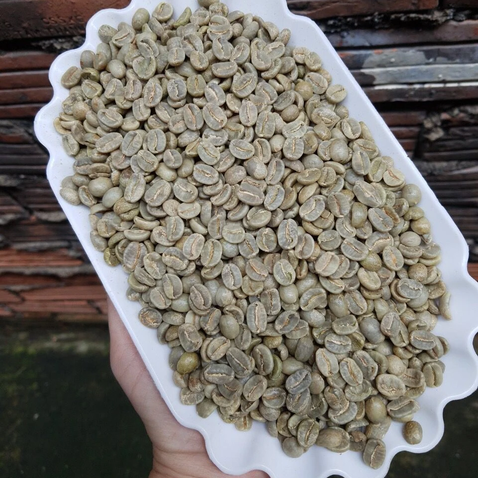 Vietnam First Grade Arabica Green Coffee Beans Premium Quality Screen 18