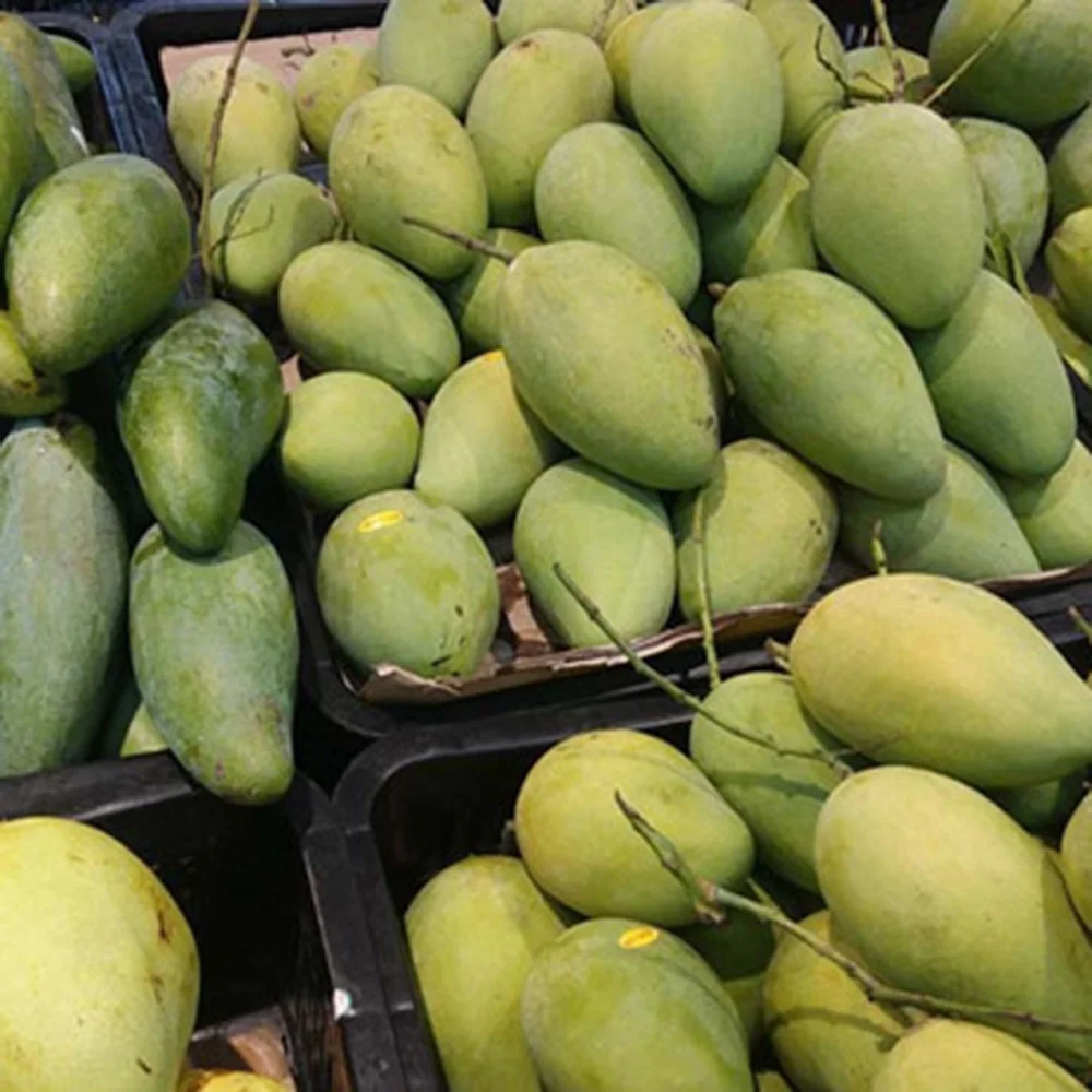 Famous CAT CHU Mango from Vietnam with Export quality / Guaranteed Sweet and Fresh (Ho Chi Minh Port)