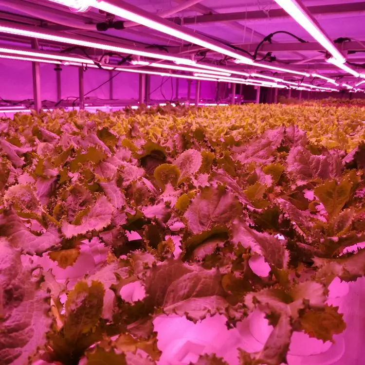 
Vertical Farming and Hydroponics for Commercial Greenhouses and Agriculture Indoor Systems 