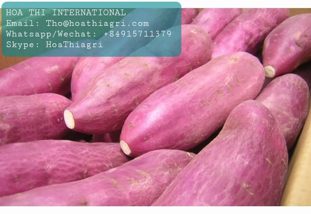 Carton Boxes Common Cultivation Type 100% Natural 170-450kg High Quality  Sweet Potato Origin From Vietnam