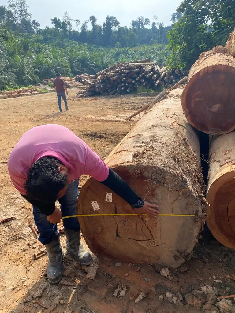 Cenggal Wood Natural Red Color Wood From Malaysia