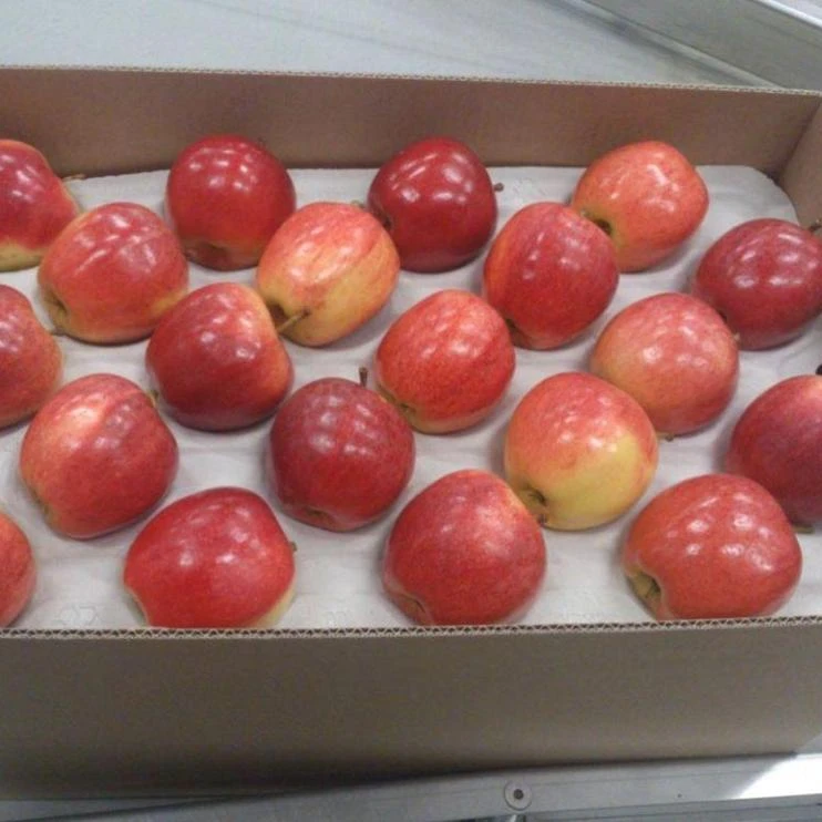 
Fresh Apple Royal Gala 