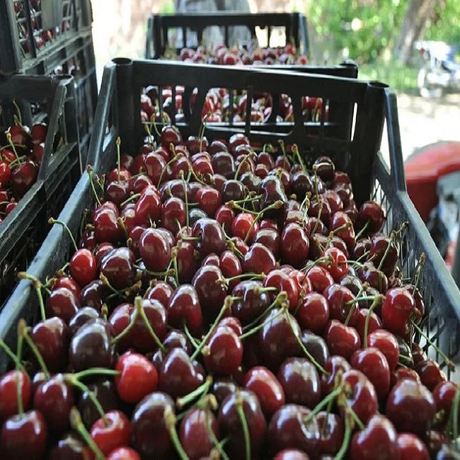 Высококачественные сладкие красные вишневые фрукты из Турции оптовая цена на экспорт свежих фруктов свежие премиум класса