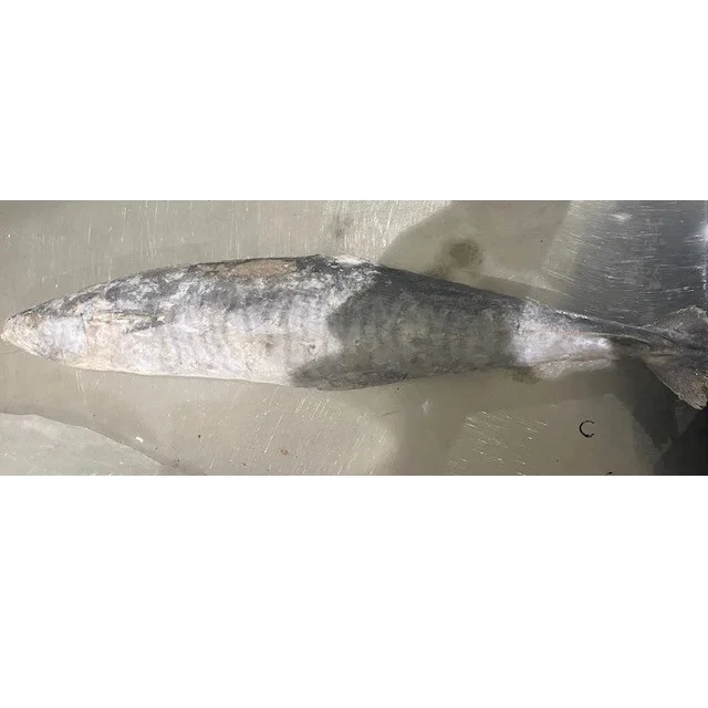 Premium Grade Top Seafood IQF Fish WR IWP Frozen Spanish Mackerel in One Whole Piece
