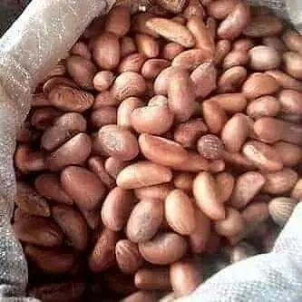 Bitter Kola Nuts