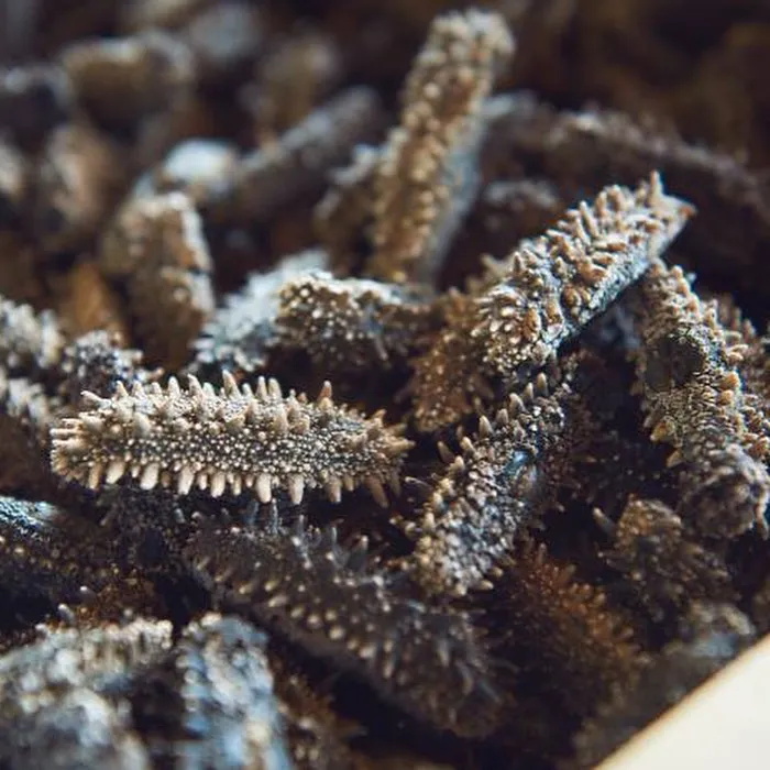 Standard Wholesale Dried Sea Cucumbers on Sale