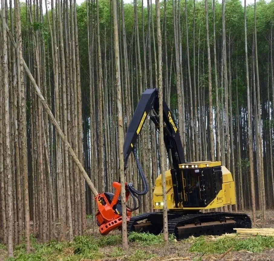  Hot Selling Eucalyptus Wood