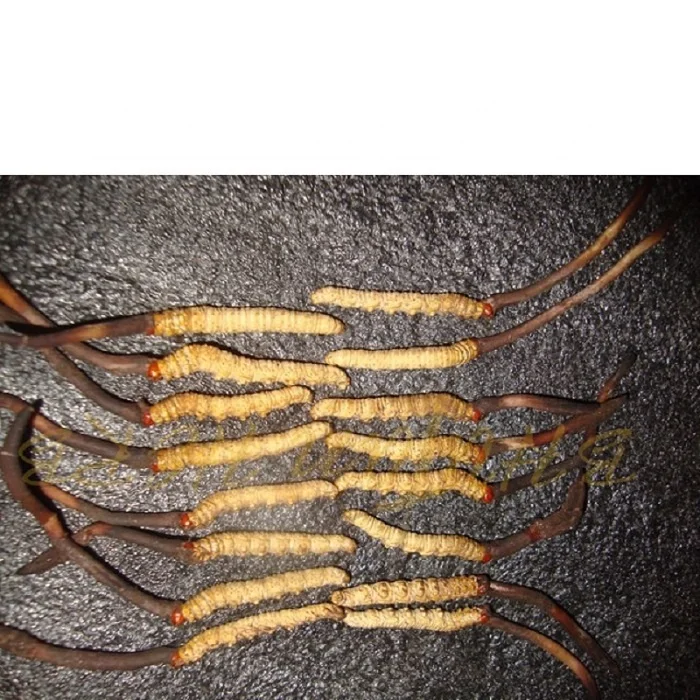 Dong Chong Xia Ca Cordyceps sinensis mushroom Caterpillar fungus 2000 pcs 5 cm long cheap