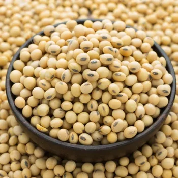 Soybeans - Soybeans High Quality Non GMO Yellow Dry Soybean