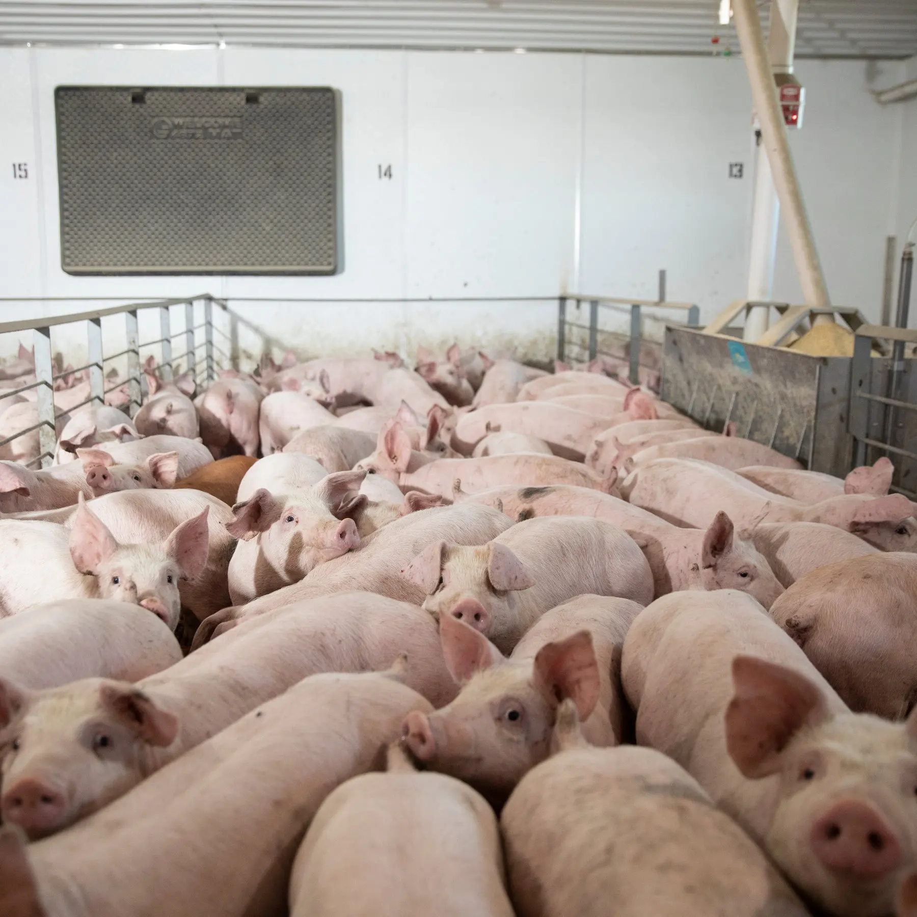 Live Pigs/ Pregnant Live Pigs /Alive / Live Pigs for sale