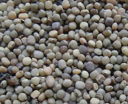 Top Quality Guar Seeds Grade Seeding Bulk Sale