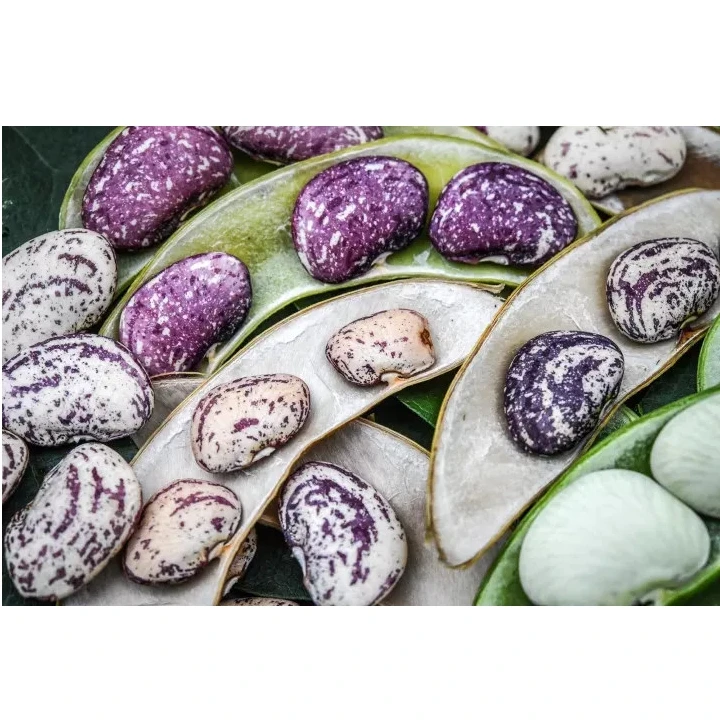 High Quality Orsafarm Christmas Lima Beans Pack 1kg Newest Crop Year From 5kg/pack made in Viet Nam Kidney beans for sale