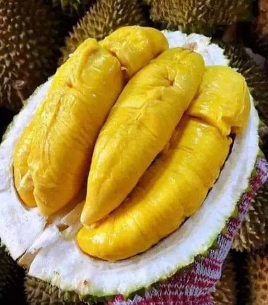 Поставщик/конкурентоспособная цена-высококачественное мясо MONTHONG/ RI6 DURIAN заготовки из Вьетнама/мисс Триш + 84 984 696 874 (WHATSAPP)