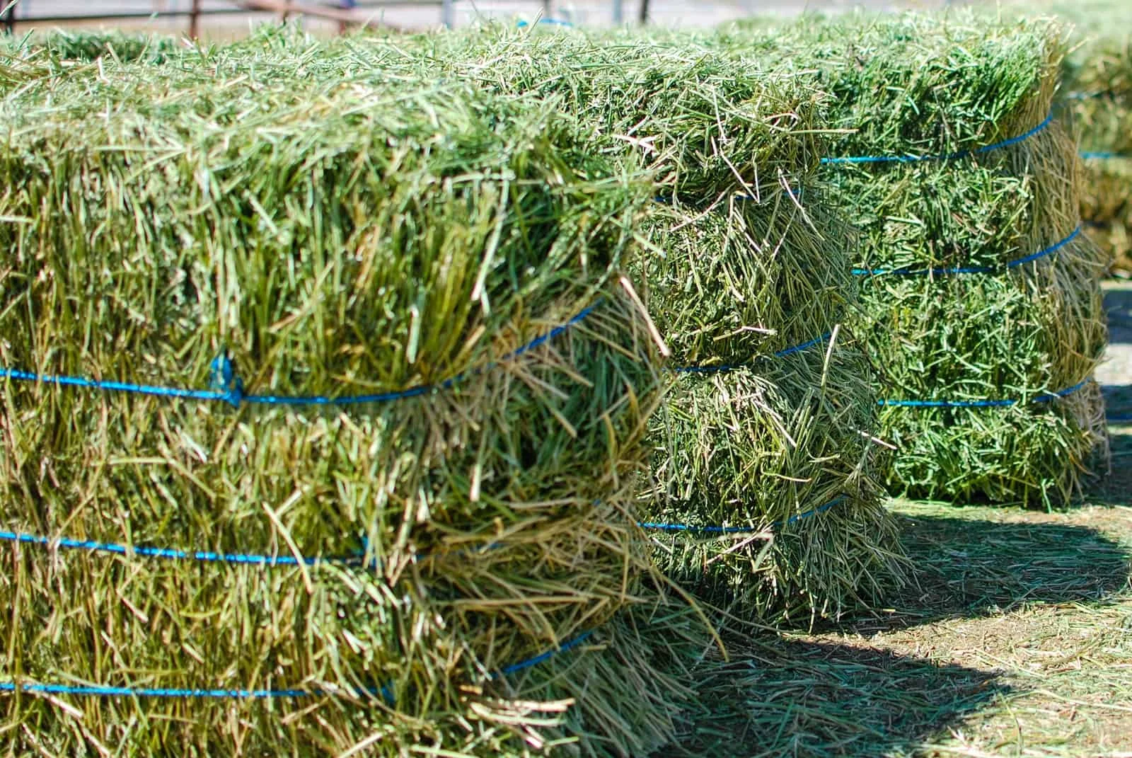 Wholesale Best Quality alfalfa hay cattle feed For Sale In Cheap Price