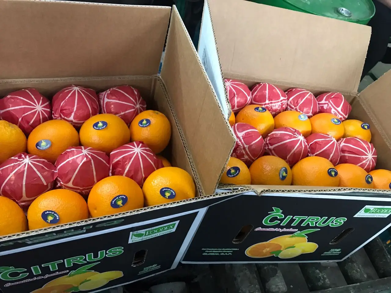 Premium quality Egyptian Fresh Navel Orange 15 kg carton box Wholesale market prices for export from Egypt