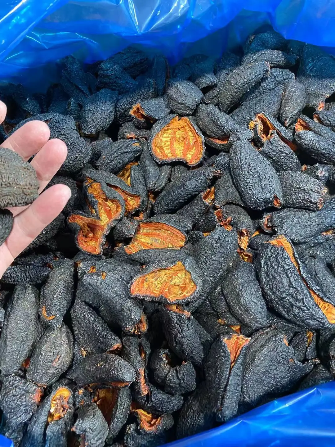  Морской огурец