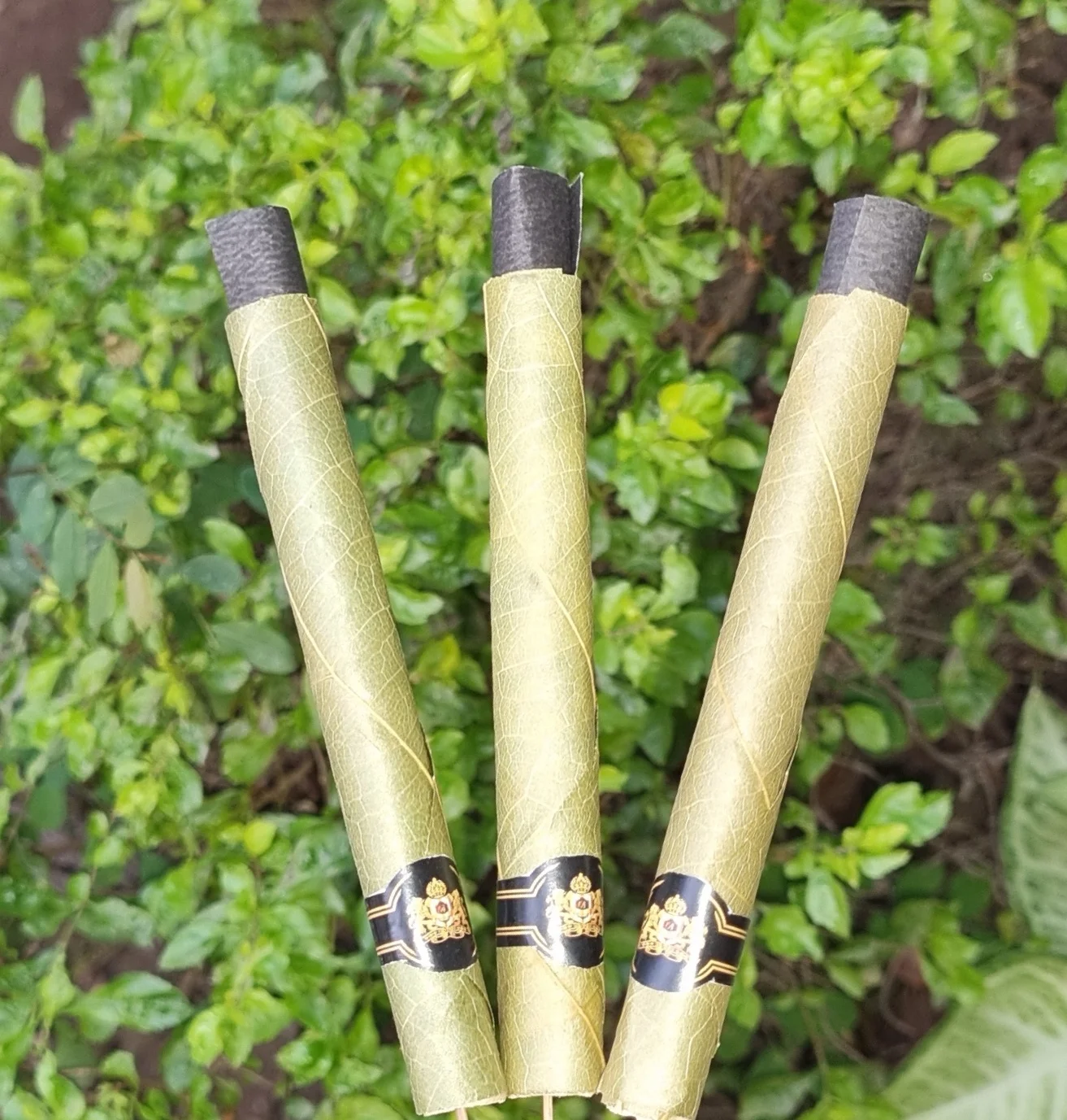 Beautifully Hand Rolled Cordia 3 King Rolls..jpg