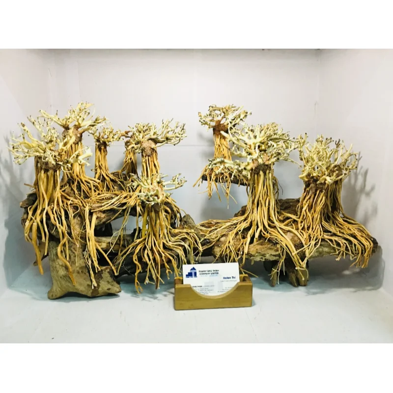Hot items 2024 Large Bonsai driftwood for aquarium decoration Fish Tank Accessories WhatsApp: +84 961005832