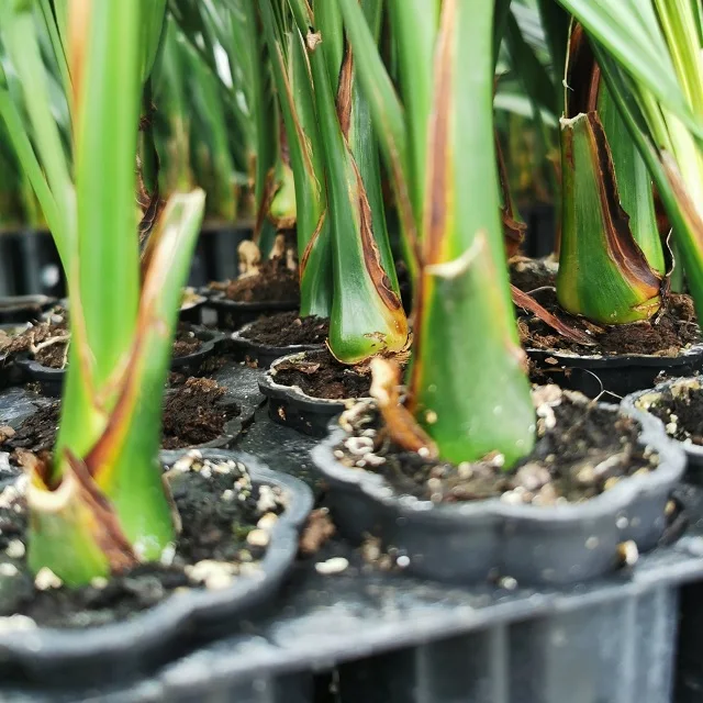 Tissue Culture of the Date palm Seedlings