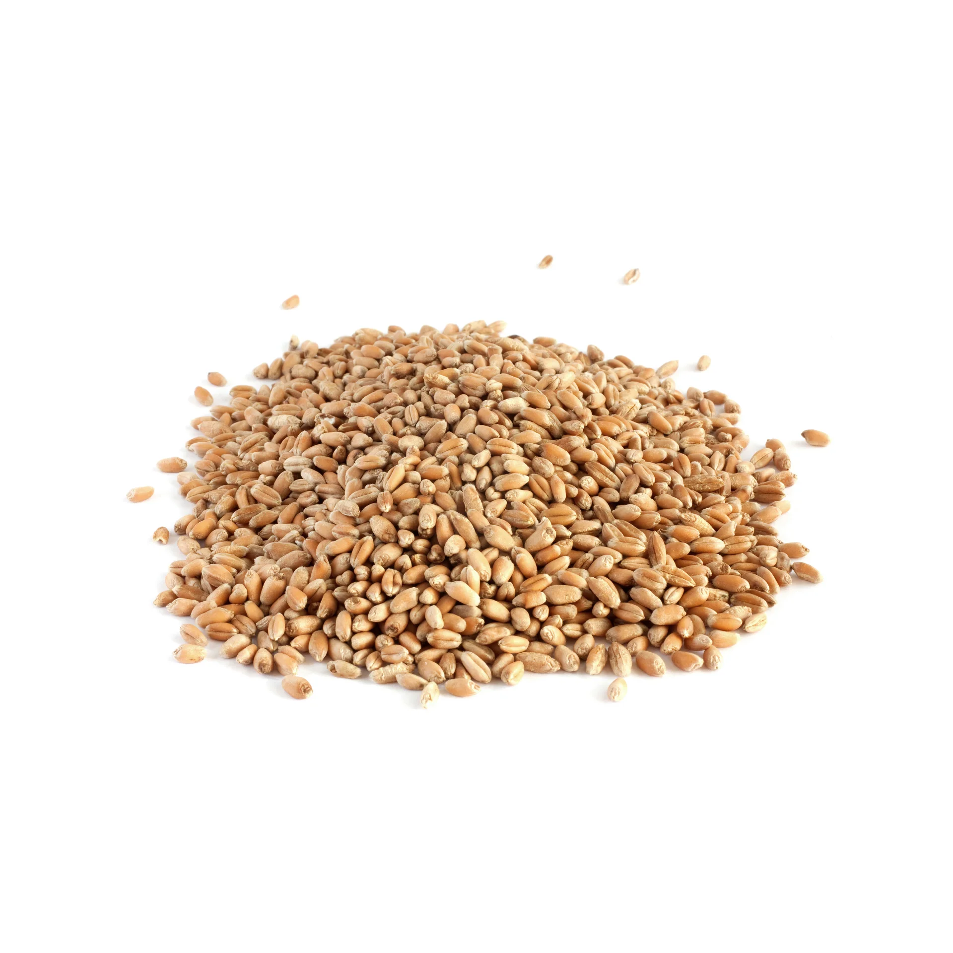 Wheat- VL 804- High quality wheat