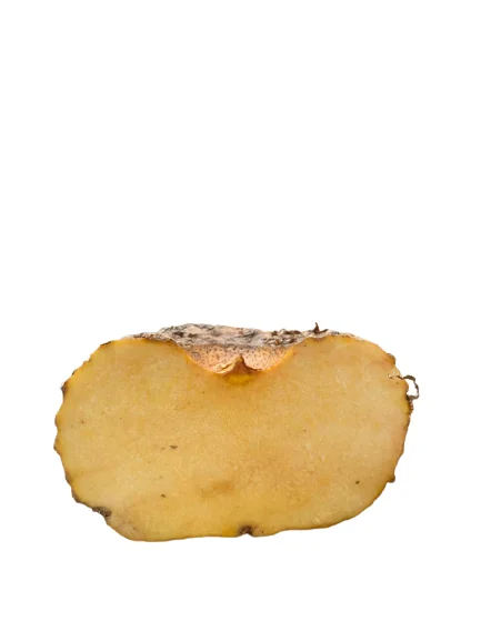 Сушеные чипсы PORANG/KONJAC PREMIUM