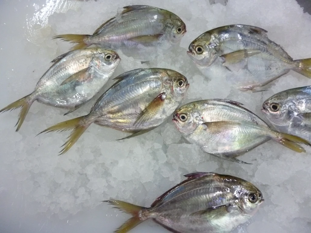 Butterfish Whole Round (Peprilus Medius)