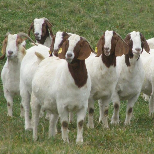 Healthy Mature Full-blood Saanen Goats for Sale