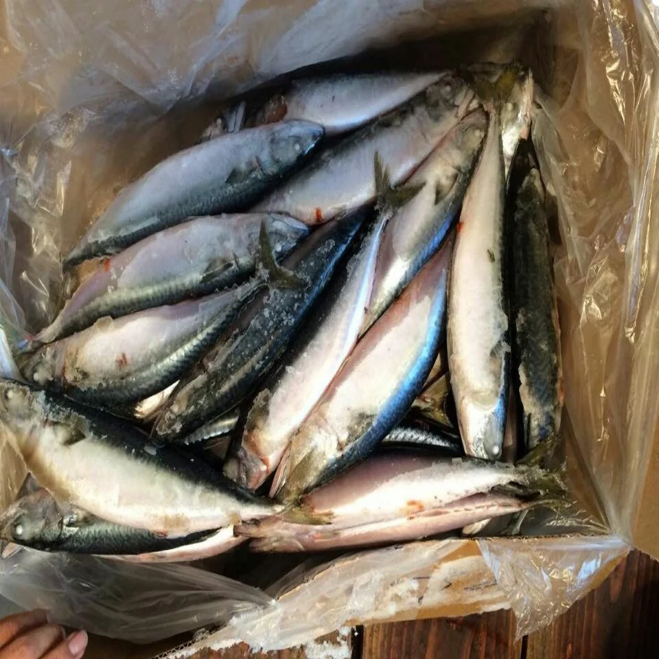 Best quality frozen pacific mackerel fish available for export