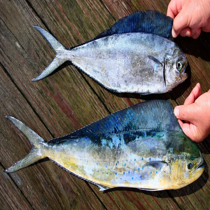 New season 100-120 Frozen seafood Mahi Mahi Fish