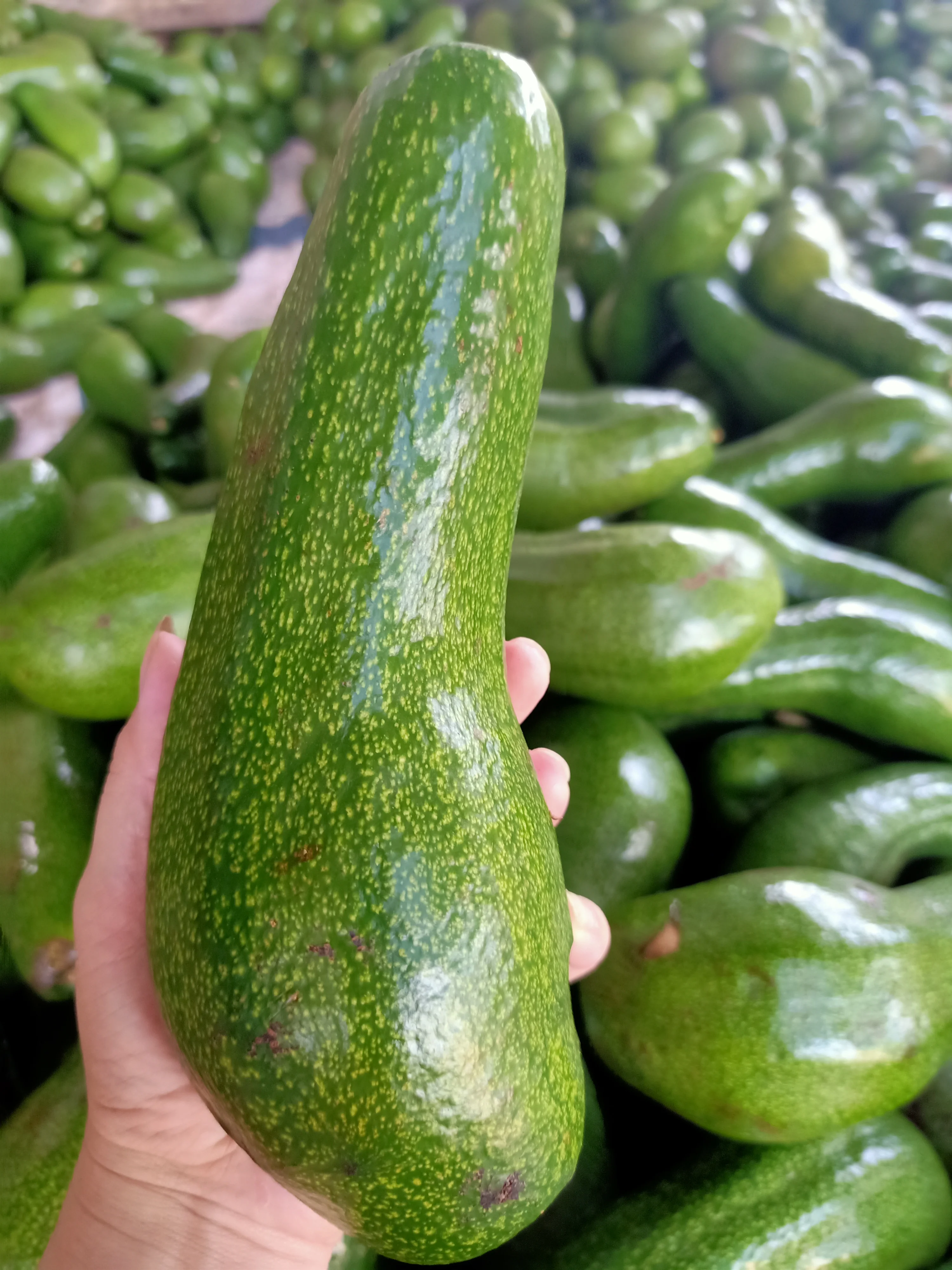 
Organic Premium Quality 0,3kg - 0,8kg Per Piece Long Avocado Fruit Fresh Fruits From Viet Nam 