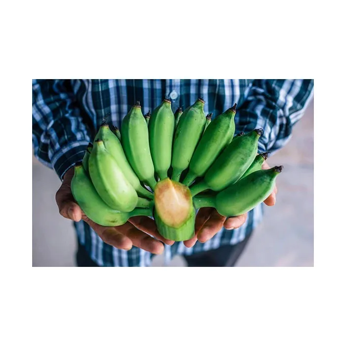 High Quality Hot Item Banana Stick Thai Snack Product from Thailand