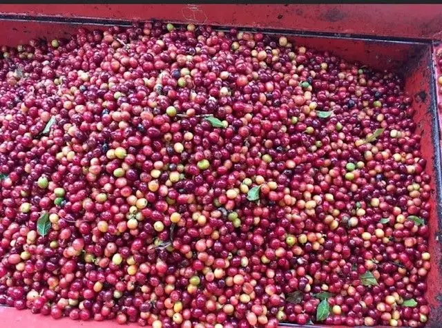 
*Tucan (500g whole bean) 100% single origin Arabica from Costa Rica. (high quality) 