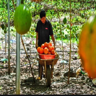  100% органический фруктовый порошок из Вьетнама высокого качества