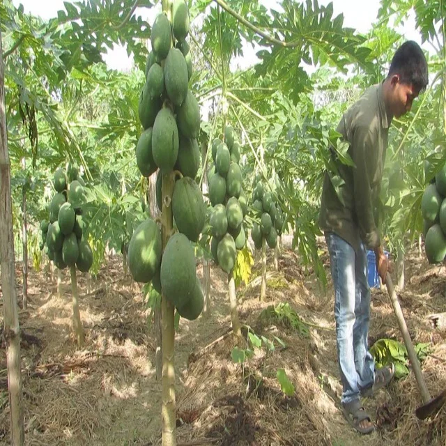 Fruit>Fresh Papaya